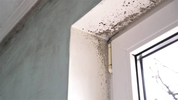 Why You Should Choose Our Mold Remediation Services in Footville, WI